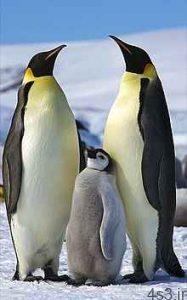 پنگوئن چگونه جانداری است؟ سایت 4s3.ir