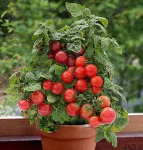 کاشت ساده ی گوجه فرنگی در گلدان سایت 4s3.ir