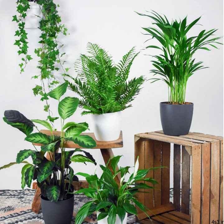 ۴ گیاه آپارتمانی که تصفیه‌کننده هوا هستند