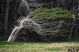 تصاویری عجیب و خارق العاده از درخت های طوفانی