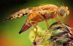اگر حشرات از روی زمین بروند چه اتفاقی می افتد؟ سایت 4s3.ir
