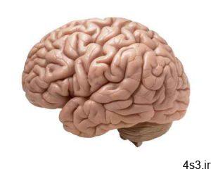 تحقیق روی علت بزرگی مغز انسان سایت 4s3.ir