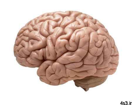 تحقیق روی علت بزرگی مغز انسان
