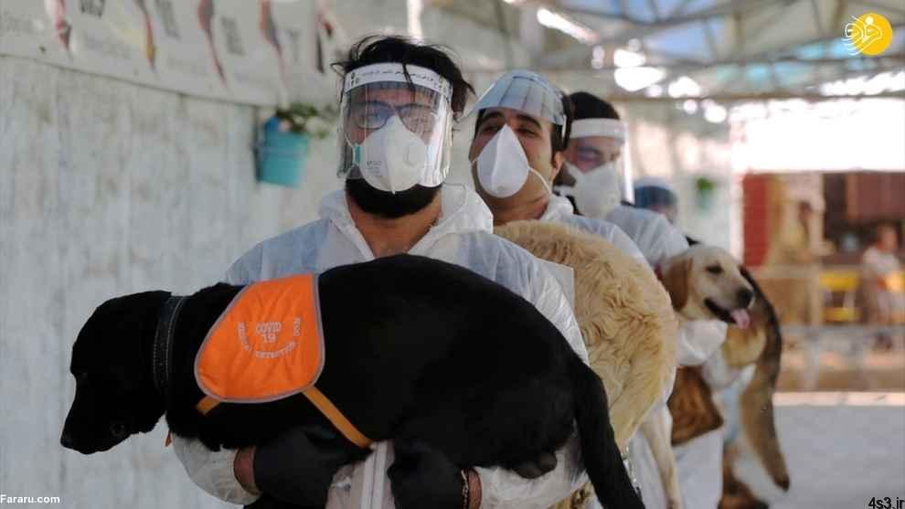 (تصاویر) گزارش رسانه خارجی از آموزش سگ‌ها برای تشخیص کرونا در ایران