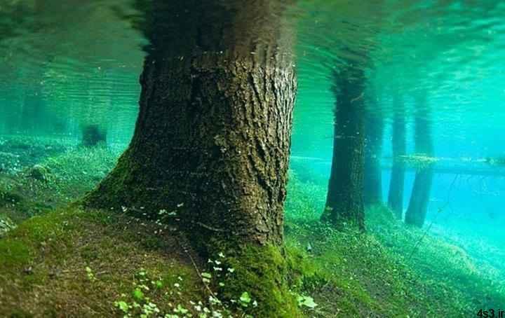 جنگلی زیر آب