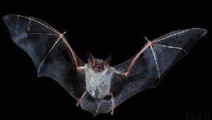 خفاش ها چگونه در شب پرواز می کنند؟ سایت 4s3.ir