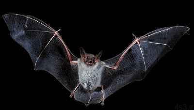 خفاش ها چگونه در شب پرواز می کنند؟