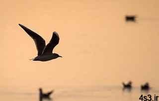 دلایل و چگونگی مهاجرت در پرندگان