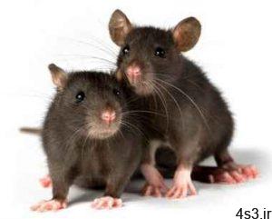 رفتار موش های نر و ماده در برابر ترس چگونه است؟ سایت 4s3.ir