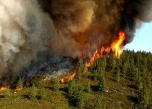 سازمان جنگلها: وقوع ۲۴۰ مورد آتش‌سوزی در ۱۱ استان کشور طی ۷۴ روز سایت 4s3.ir