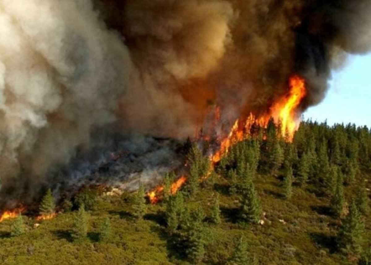 سازمان جنگلها: وقوع ۲۴۰ مورد آتش‌سوزی در ۱۱ استان کشور طی ۷۴ روز