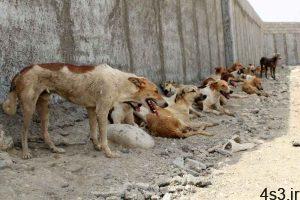 سگ کشی به شیوه‌ای وحشتناک توسط شهرداری سلماس/ تصاویر سایت 4s3.ir