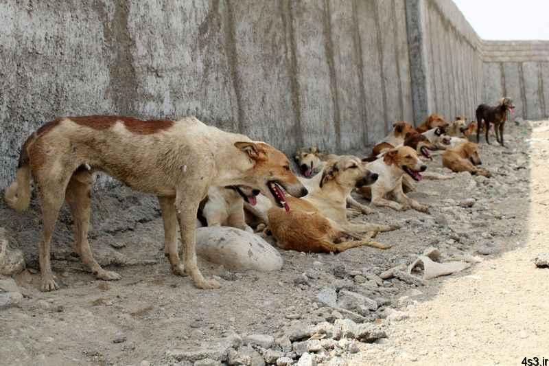 سگ کشی به شیوه‌ای وحشتناک توسط شهرداری سلماس/ تصاویر