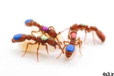 شیوه اصلاح ژنتیکی مورچه ها!