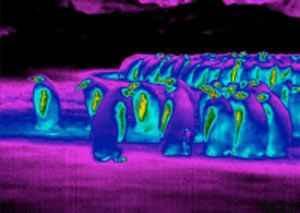 علت سازگاری پنگوئن با هوای سرد قطب سایت 4s3.ir