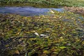 فاجعه زیست محیطی در سوادکوه/ ۲۴ هزار ماهی تلف شدند سایت 4s3.ir