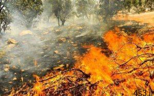 نابودی ۴۰ درصد جنگل‌های خاییز در آتش‌سوزی سایت 4s3.ir
