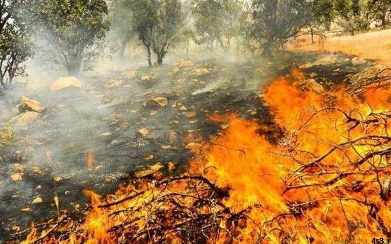 نابودی ۴۰ درصد جنگل‌های خاییز در آتش‌سوزی