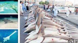 نسل‌کشی کوسه‌ها در خلیج‌فارس! سایت 4s3.ir