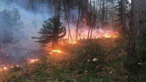 هشدار درباره احتمال آتش سوزی در جنگل‌های شمال ایران سایت 4s3.ir