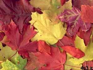 چرا برگ درختان در پاییز زرد و قرمز می‌شود؟! سایت 4s3.ir