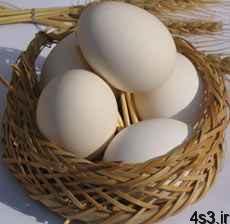 چرا تخم مرغ بیضوی است؟ سایت 4s3.ir