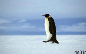 چرا پای پنگوئن ها در سرما یخ نمی زند؟ سایت 4s3.ir