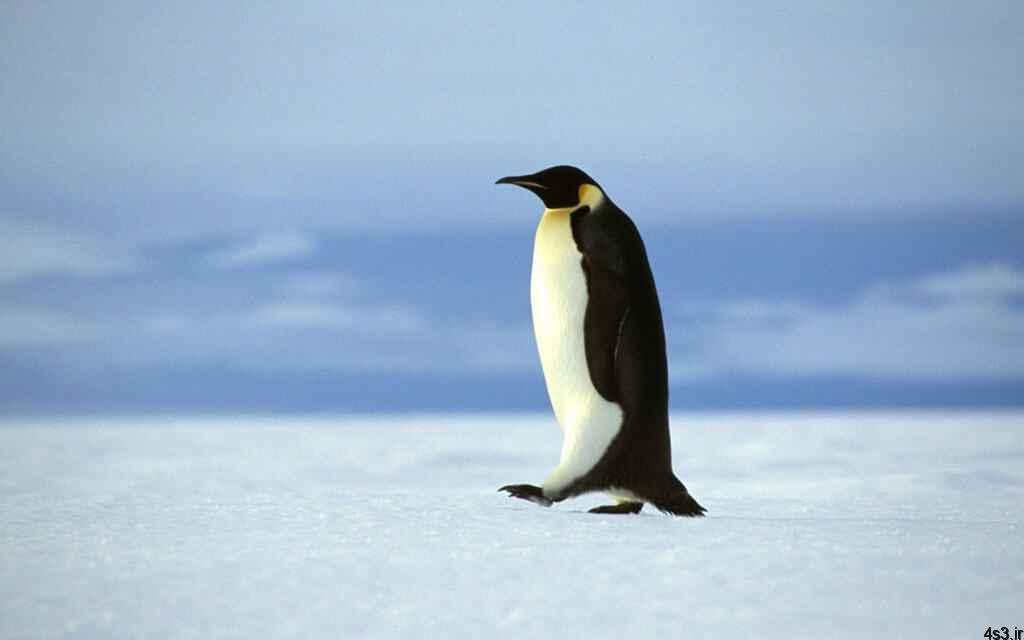 چرا پای پنگوئن ها در سرما یخ نمی زند؟