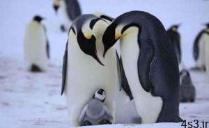 چرا پنگوئن در محیط‌های خیلی سرد یخ نمی زند؟ سایت 4s3.ir