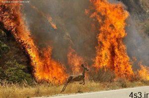 کلانتری: آتش‌سوزی جنگل‌ها را بزرگ نکنید! سایت 4s3.ir
