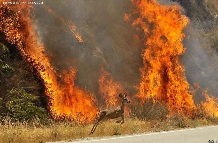 کلانتری: آتش‌سوزی جنگل‌ها را بزرگ نکنید!