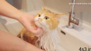 حمام کردن بچه گربه بامزه سایت 4s3.ir