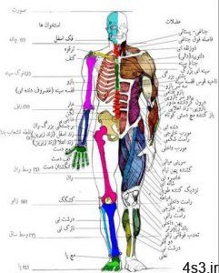 بدنسازی و آشنایی با عضلات بدن سایت 4s3.ir